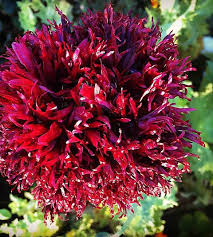 Image result for Papaver somniferum Black