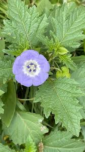Image result for Nicandra
