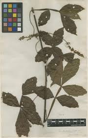 Image result for Paullinia pinnata