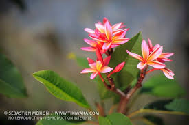 Red Frangipani Plumeria Rubra New Caledonia Tikiwaka New Caledonia Stock Photo Plumeria Frangipani Photo