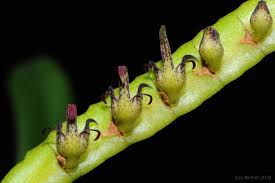Image result for Bulbophyllum scaberulum