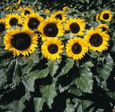 Bunga matahari adalah salah satu bunga kuning yang paling terkenal. Jual Bibit Biji Benih Bunga Matahari Kuning Sunflower Yellow Kota Semarang Top Seeds Tokopedia