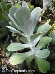 Pin On Captus Succulent