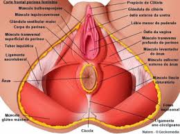 Sua causa específica é desconhecida. A Atuacao Da Fisioterapia Pelvica Na Vulvodinia Interfisio