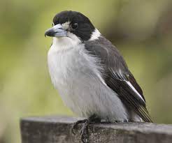 Though the penguin looks like an albino, the bird actually appears to have isabellinism, said penguin expert p. Birds