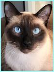 Siamese Cat Colors Chart | Fascinating Facts | Siamese of Day
