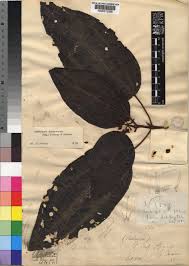 Image result for Ochthocharis dicellandroides