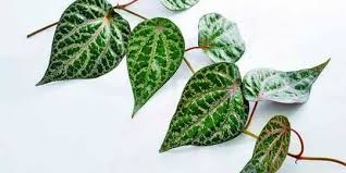 Manfaat daun sirih cina memiliki kegunaan untuk menyembuhkan berbagai macam penyakit. 10 Manfaat Daun Sirih Merah Untuk Kecantikan Kesehatan Bisa Hilangkan Bau Badan Merdeka Com