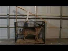 Thorndike puzzle box experiment video. Thorndike Puzzle Box Psychology Experiment Youtube