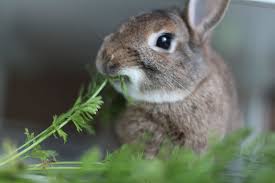 what to feed your pet rabbit rabbit diet