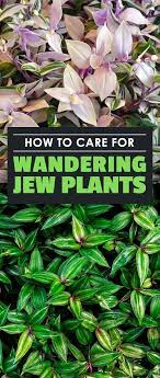 Pin On Garden Advice