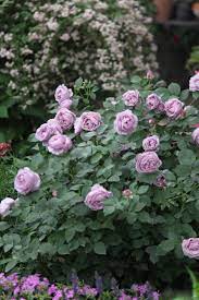 Wooden Jewelry Wooden Bangles Wood Rings Wood Bracelet Smartyleowl Beautiful Flowers Beautiful Roses Purple Roses