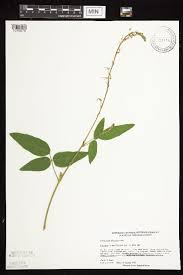 Image result for Polhillides