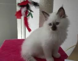 R&eacute;sultat de recherche d'images pour 