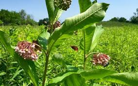 Check spelling or type a new query. Stunning Ohio Wildflowers To Find In Summer