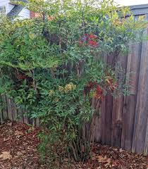 Image result for Nandina