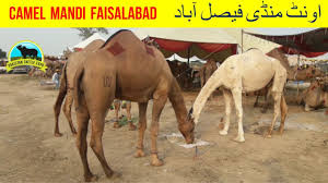Spring basket camel stands folding stool. 12 Camel Mandi 2018 2019 Video In Urdu Hindi With Prices Of Camels Youtube