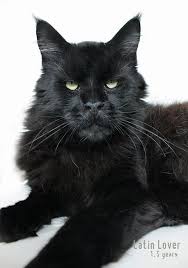 Black And White Maine Coon Kittens For Sale Pin On Cats