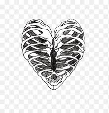 Rib cage png collections download alot of images for rib cage download free with high quality for designers. Rib Cage Png Images Pngegg