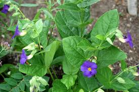 Image result for Thunbergia battiscombei