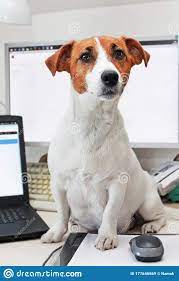 Pregnant Jack Russell Terrier Is Sitting At His Desk And Asking For A Walk Scandinavian Design Quarantine Covid 19 Coronovirus Stock Image Image Of Face Lockdown 177646569