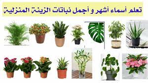 أسماء نباتات الزينة بالصور و أفضل انواع النباتات المنزلية youtube