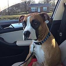 Maybe you would like to learn more about one of these? The Boxer Transfer Network In Westminster Maryland