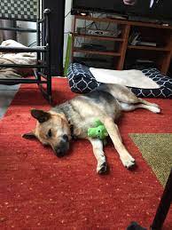 Can Dogs Have Nightmares An Owner Speaks Out About Her Experience