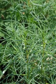 Image result for Salsola