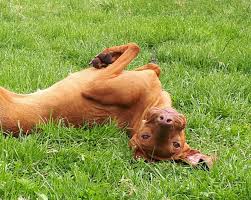 With a grinder, i can slowly grind down small portions of the nail at a time, and not. Waiting For Your Dog To Calm Down As It Gets Older Wkd