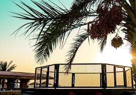 Ufc fight island will take place on abu dhabi's yas island next month with a bumper ufc 251 featuring three title fights on the opening night. Ufc 251 Five Biggest Questions Ahead Of Kamaru Usman Vs Jorge Masvidal On Fight Island The Independent The Independent