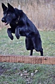 German shepherds are one of the most popular dog breeds, and for good reason. Black German Shepherd The Ultimate Breed Guide Petventuresbook