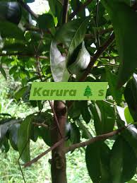 Image result for Suregada procera