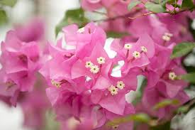 Bougainvillea plants und ähnliche produkte aktuell günstig im preisvergleich. Morning Eye Candy Conservatory Color Plant Talk
