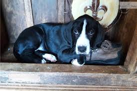 Breeder in michigan or akc blue great dane puppies. Great Dane Puppy For Sale Near Detroit Metro Michigan F638b51d 3021
