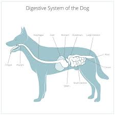 Solid foods often need to be broken down. How Long Does It Take For A Dog To Digest Food Ollie Blog