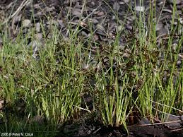 Image result for Cyperus nyassensis