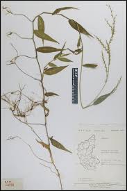 Image result for Oplismenus compositus