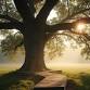 Beneath the Old Oak event image