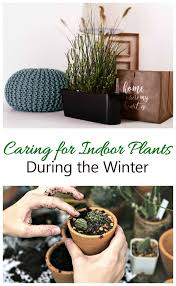 This plant benefits from a winter rest, so do not expect a lot of flowers during winter. Winter House Plant Care Taking Care Of Indoor Plants During The Winter