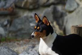 As a general rule of thumb, the basenji dog breed is a good family dog. Basenji Dog Breeds Breed Information Mad Paws