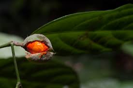 Image result for Leptonychia