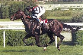 Bold Pilot Turkey S Legendary Race Horse Daily Sabah
