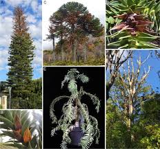Image result for Araucariaceae