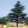 New growth on cedar trees. 1