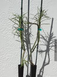 Image result for Kleinia sp.no.1