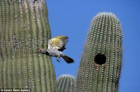 Saguaro cactus is also known as giant cactus, saguaro. A Place In The Sun Desert Birds That Use The Inside Of A Cactus As A Home Daily Mail Online