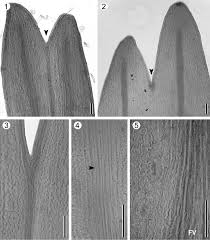 Image result for Asplenium uhligii