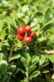There are a variety to choose from: Bearberry Or Kinnikinnick Or Pinemat Manzanita Arctostaphylos Uva Ursi Affiliate Pinemat Kinnikinnick Bearb Berry Plants Edible Landscaping Manzanita