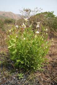 Image result for Clematis villosa